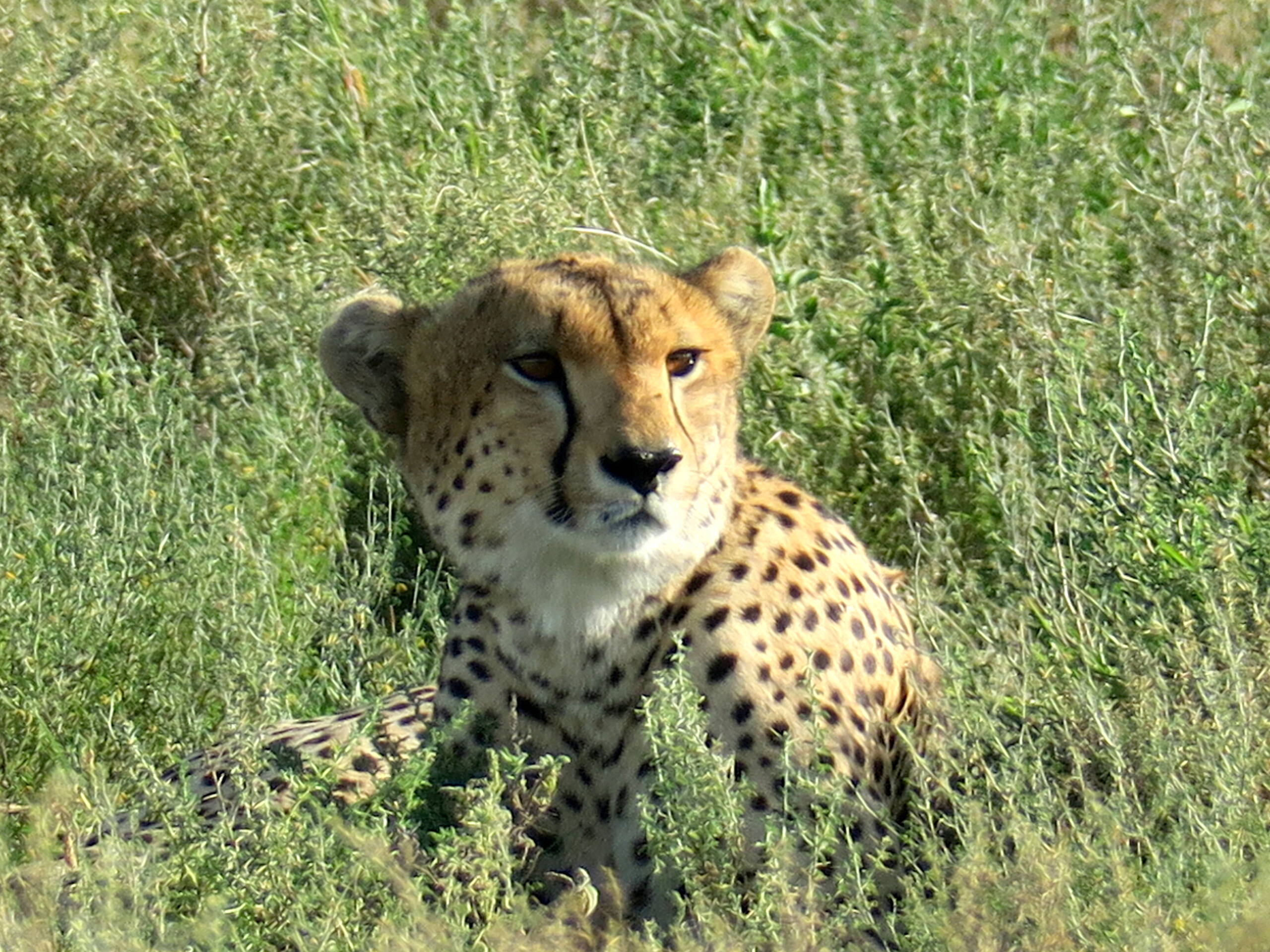Impressionen Tiersafaris – FreitagTravel