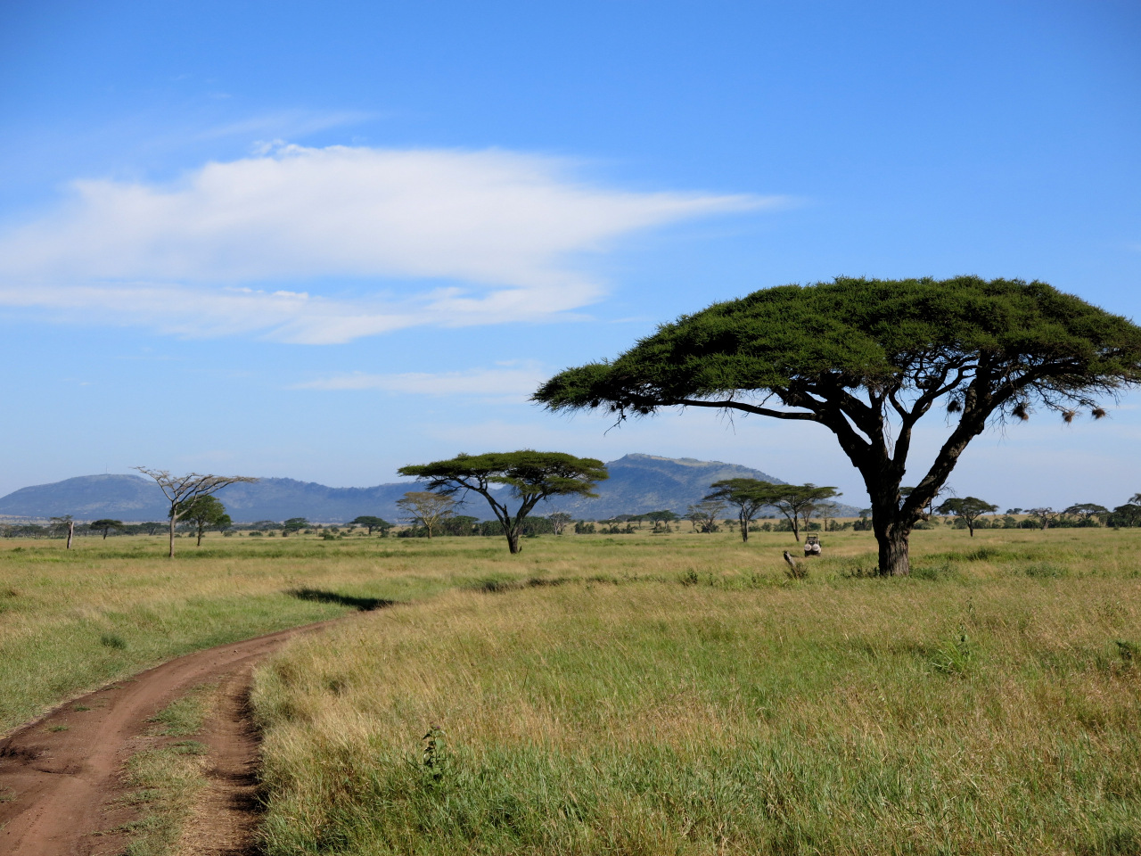 Savanne in der Serengeti - Tansania Savanne in der Serengeti - Tansania