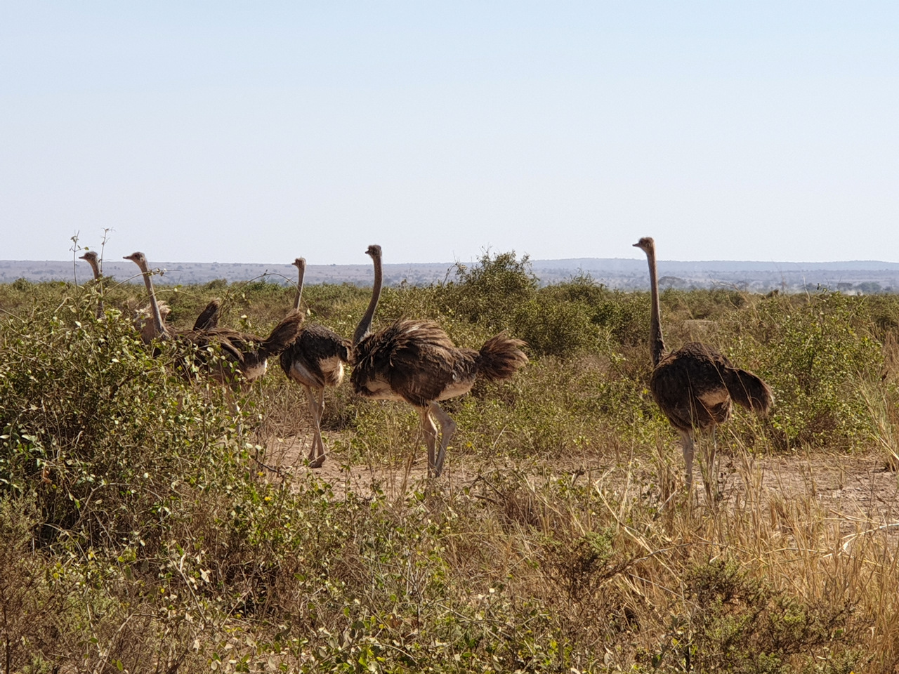 Massai Strausse, Amboseli Nationalpark