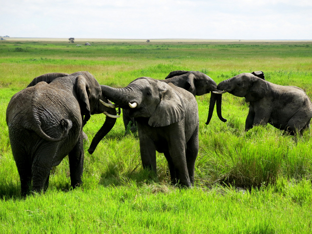 spielende Elefanten, Serengeti - Tansania spielende Elefanten, Serengeti - Tansania
