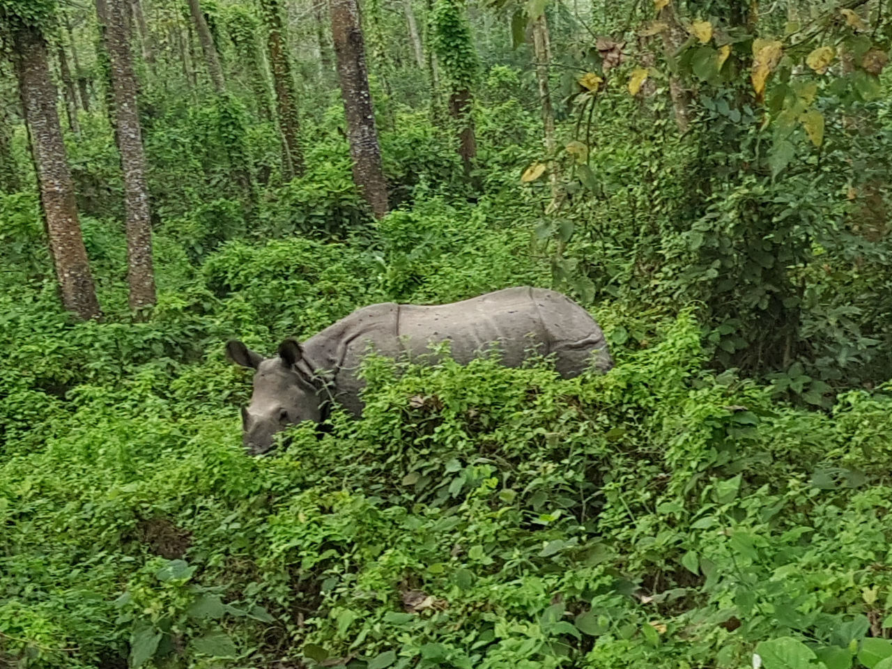 Panzernashorn im Chitwan Nationalpark Panzernashorn im Chitwan Nationalpark