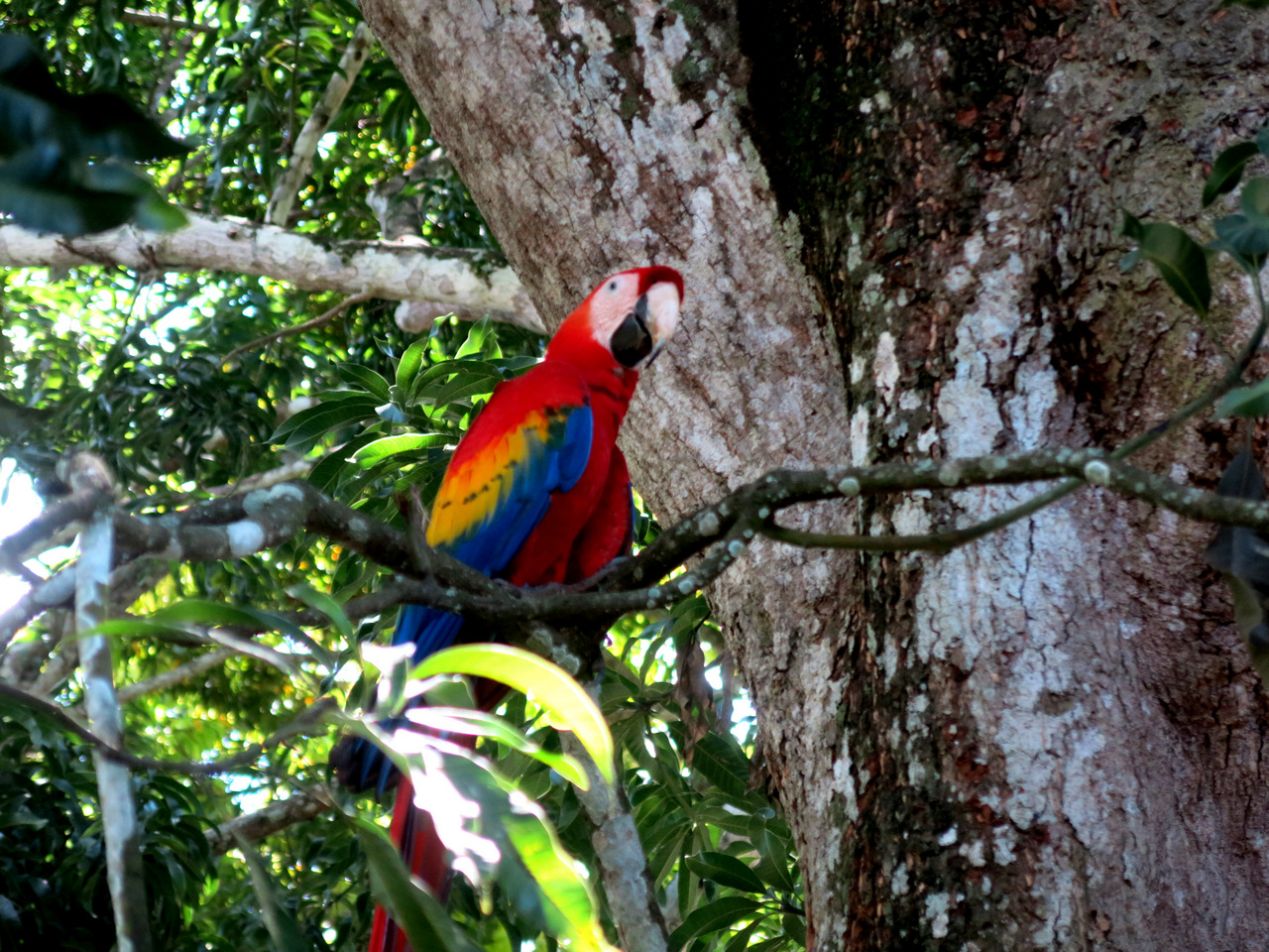 Ara in Dominical - Costa Rica Ara in Dominical - Costa Rica