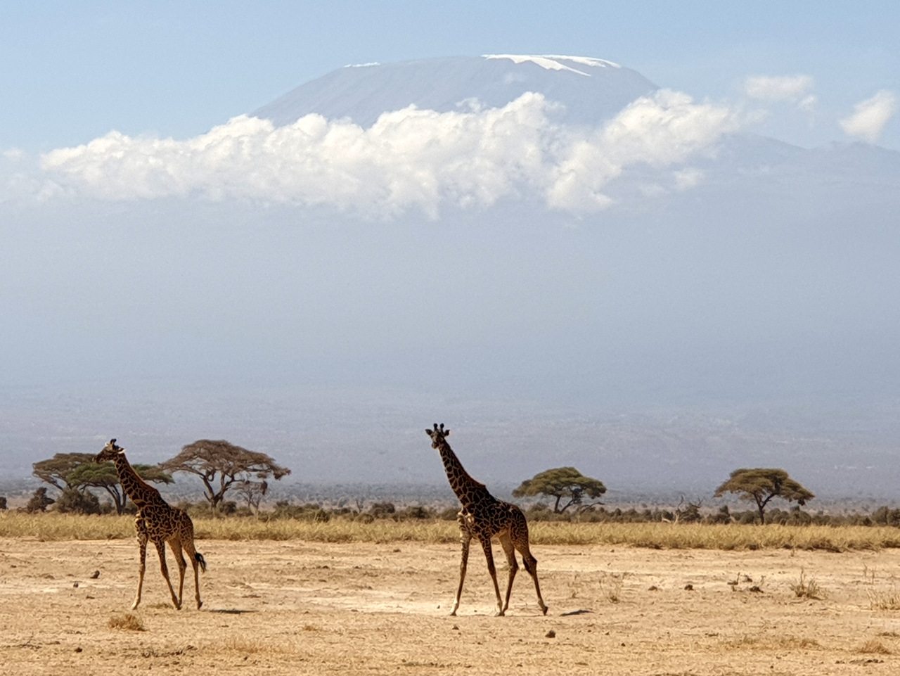 Giraffen vor dem Kilimanjaro, Amboseli Nationalpark