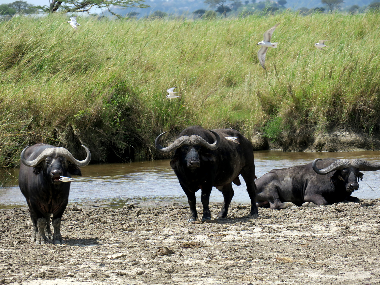 Tansania, Kaffernbüffel in der Süd-Serengeti