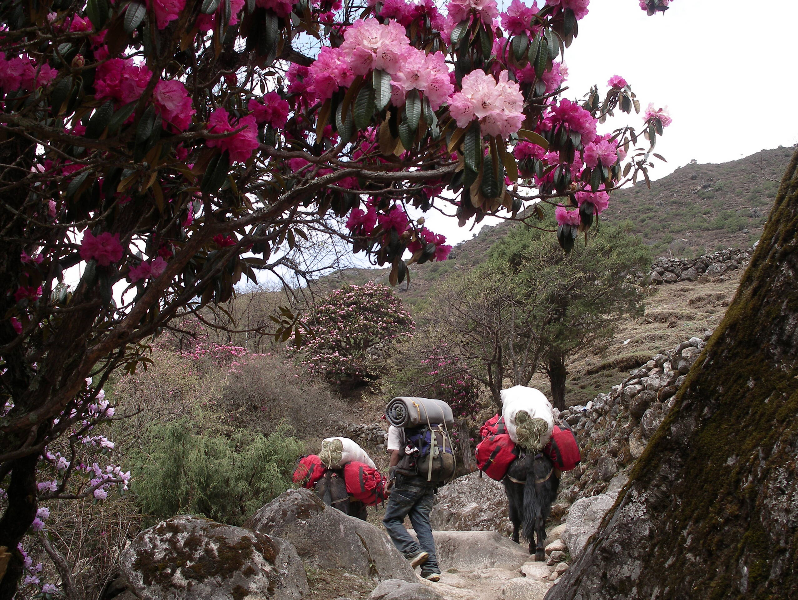 Nepal-Impressionen – FreitagTravel