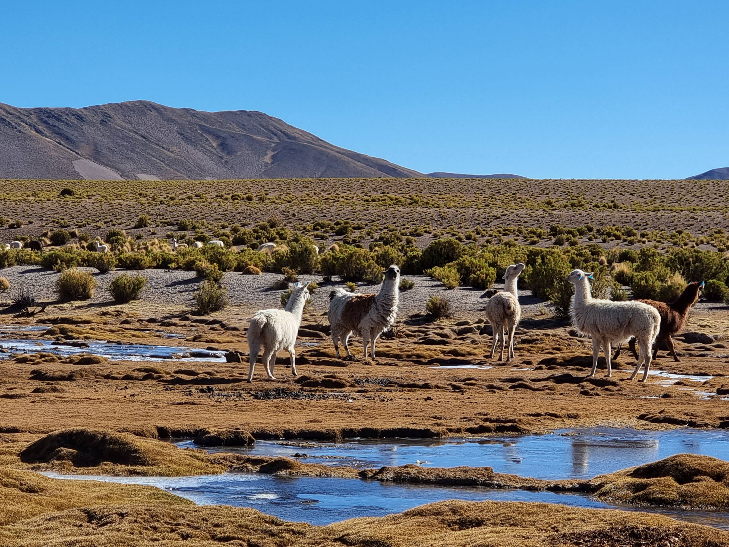 Bolivien-Impressionen – FreitagTravel
