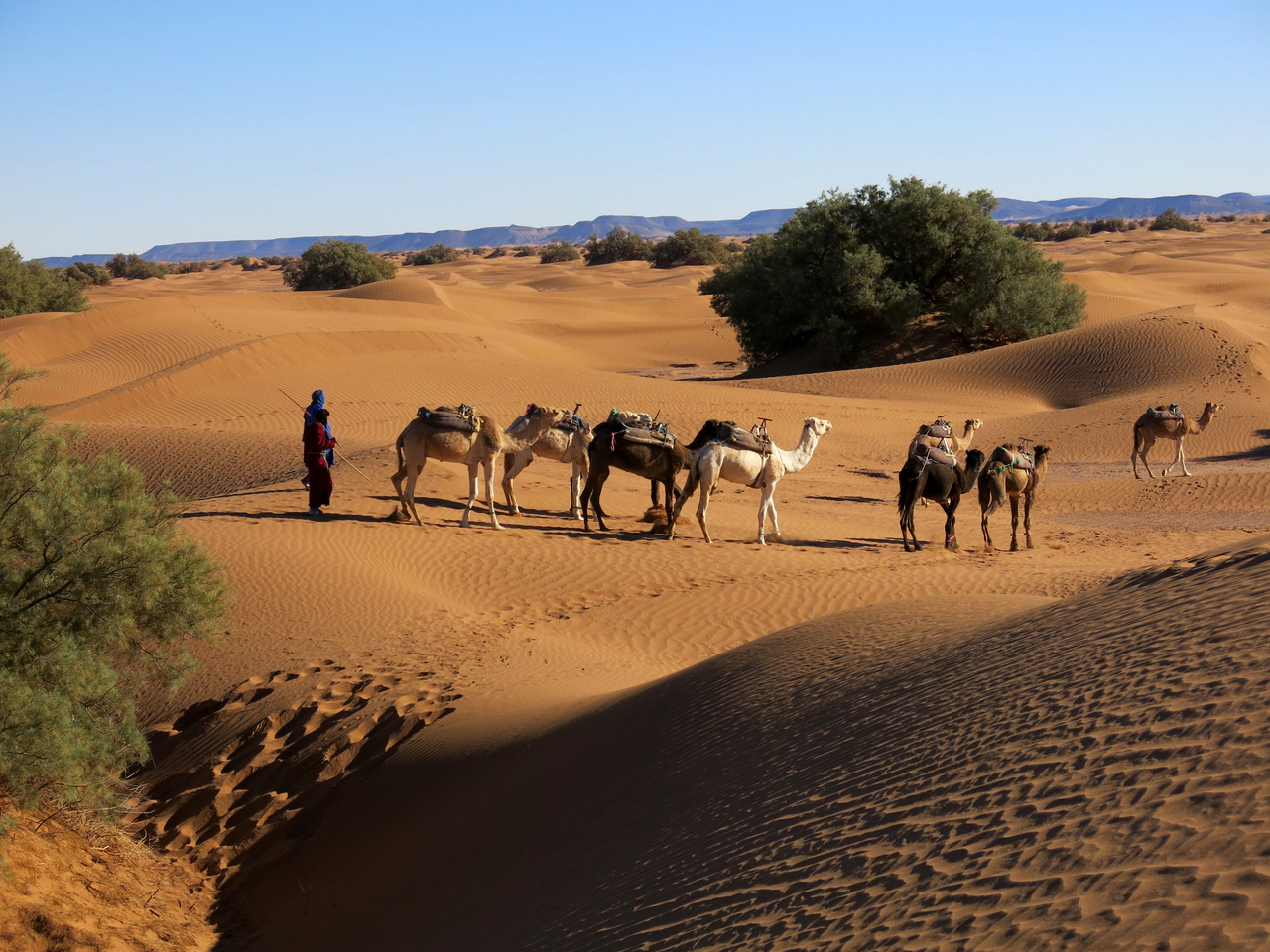 unsere Dromedarkarawane im Dünenmeer der Sahara unsere Dromedarkarawane im Dünenmeer der Sahara