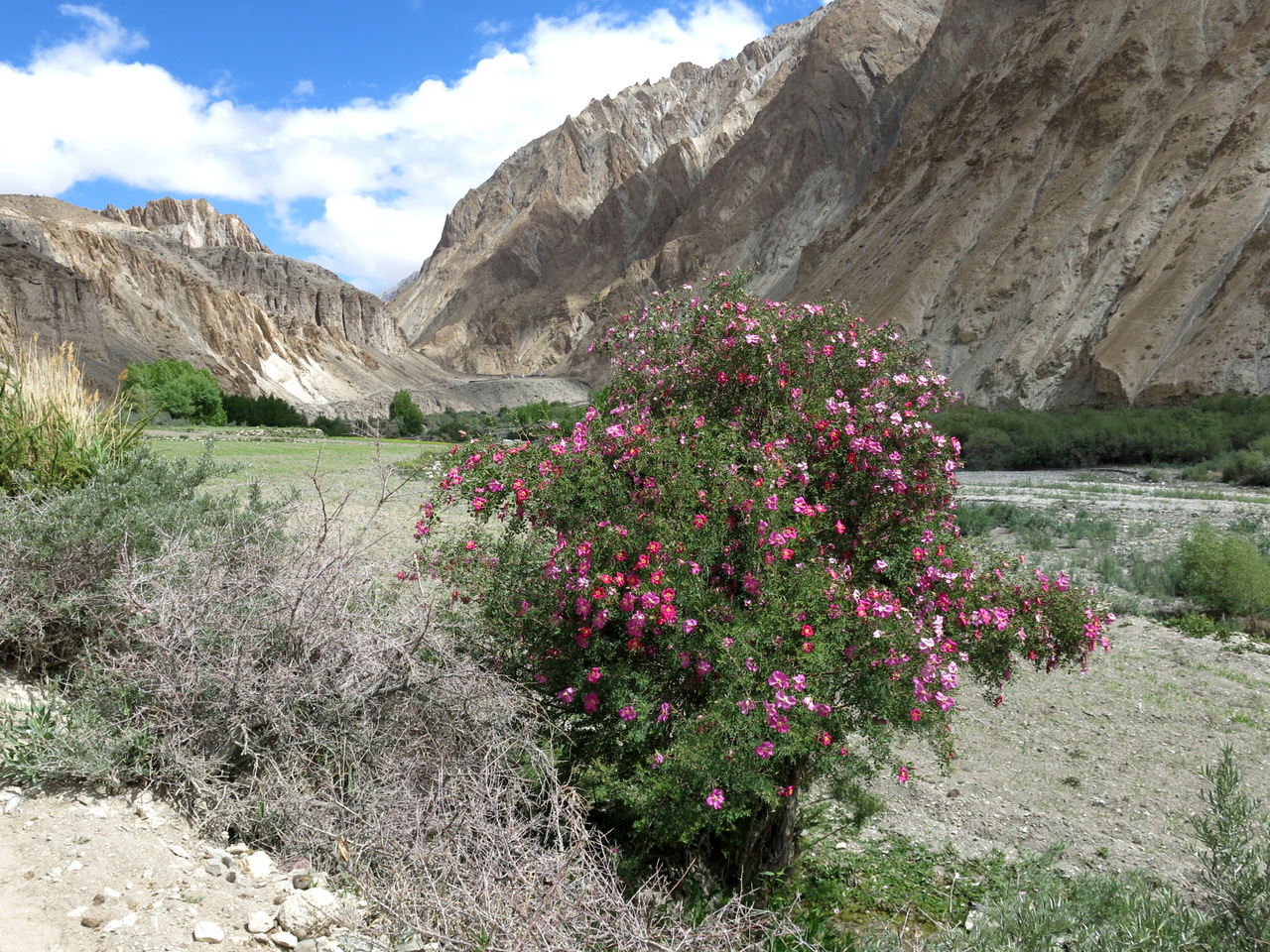 Wildrosen am Wegesrand des Markha Trek