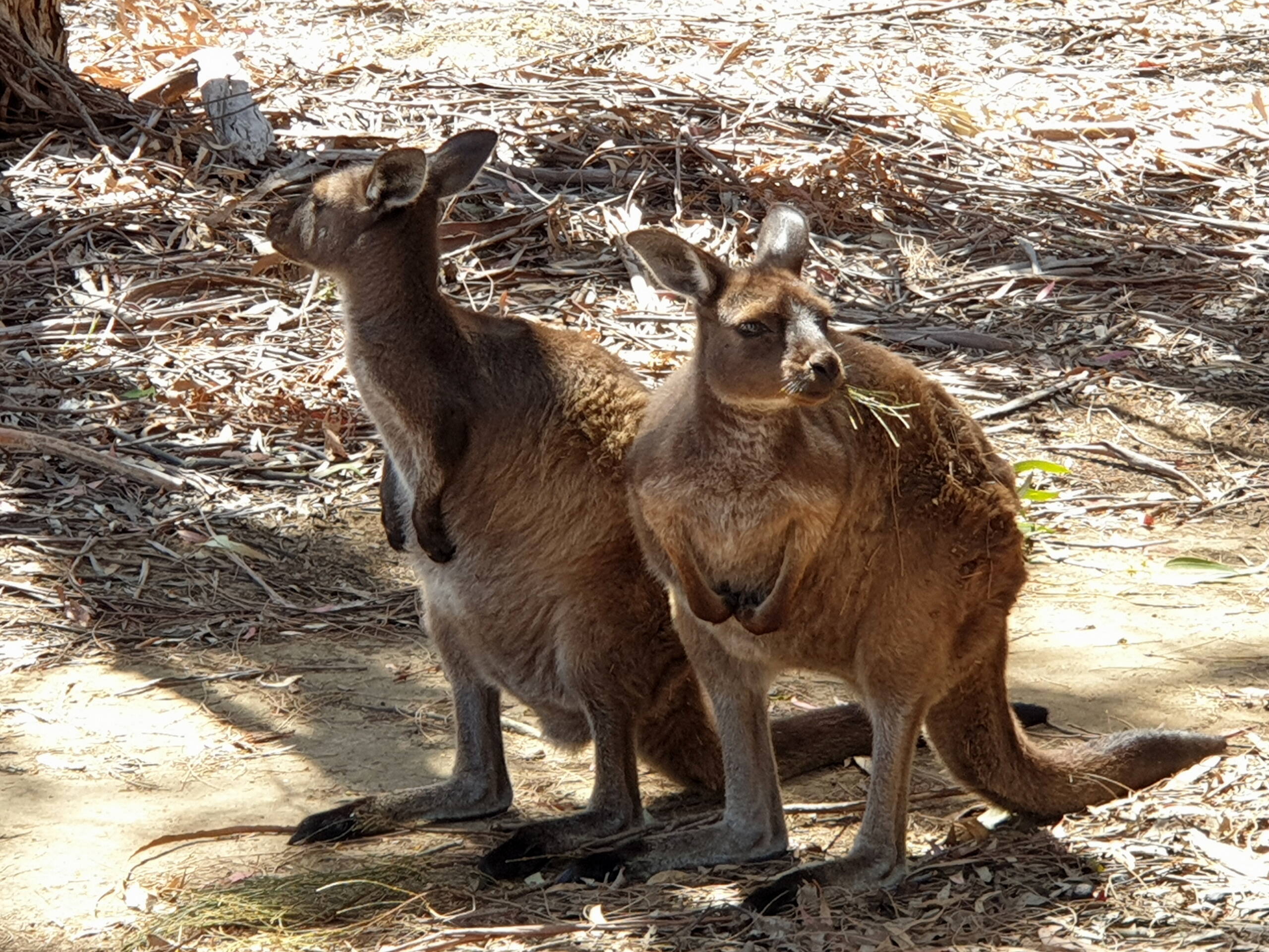 Australien-Impressionen – FreitagTravel