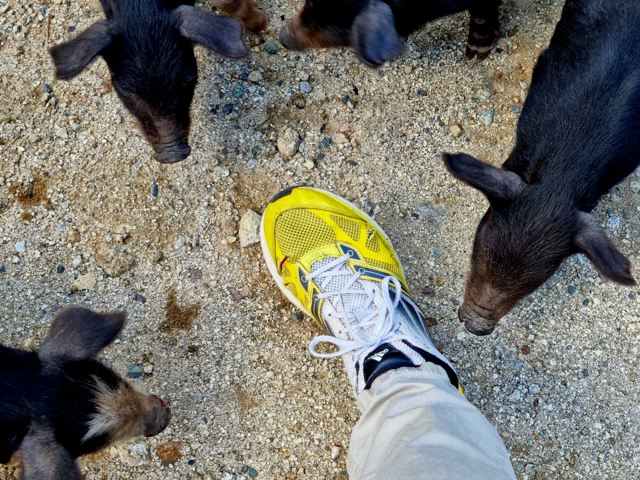 halbwilde, frei herumlaufende Schweine, Niolo Tal