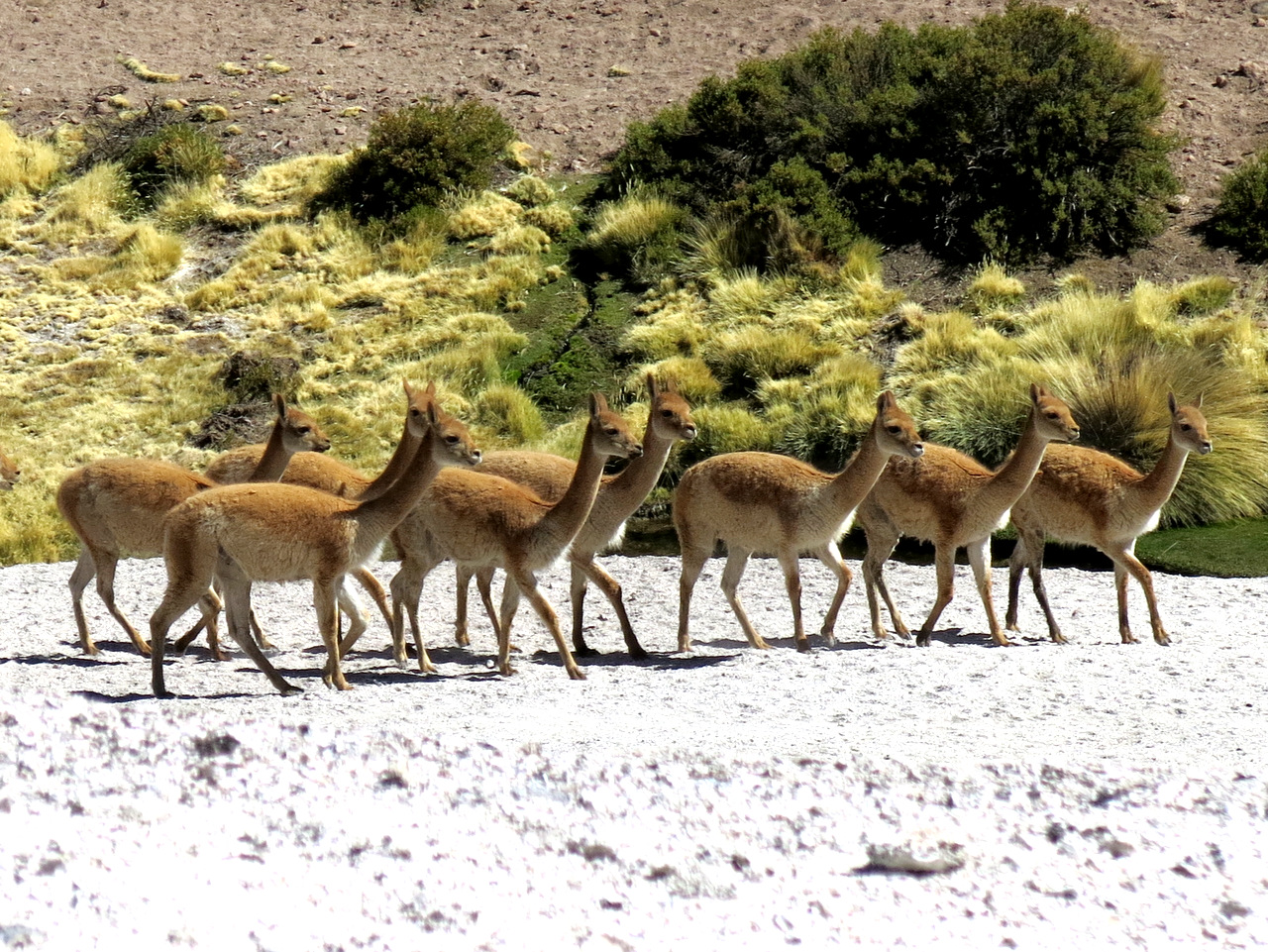 Vicuñas, Altiplano  