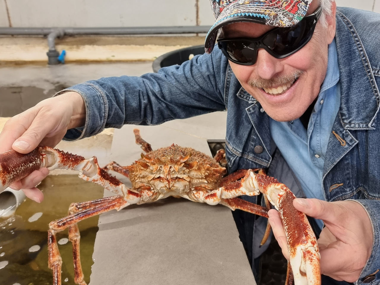 Spinnenkrabbe, Cap Corse