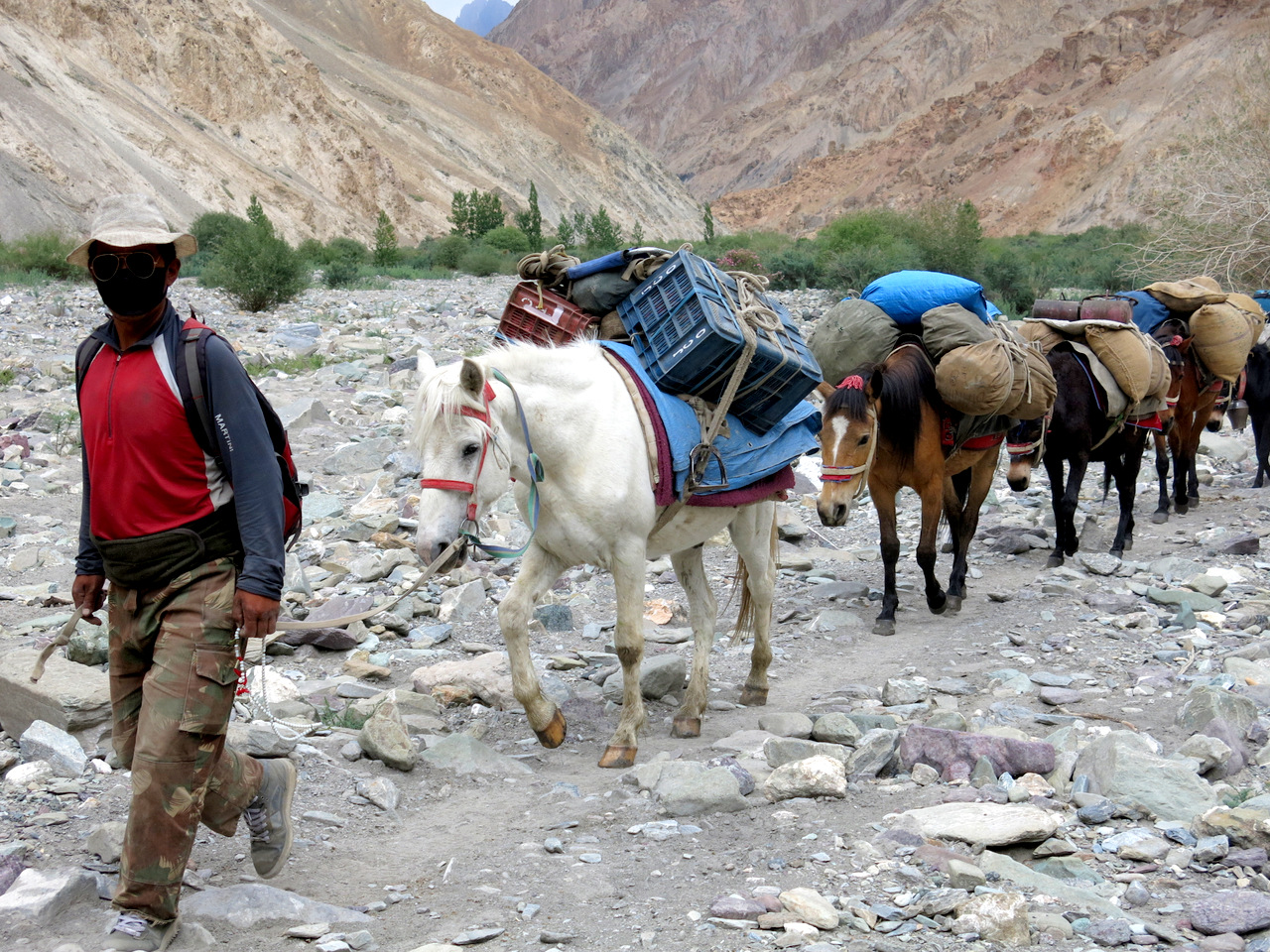 Markha Valley - Ladakh