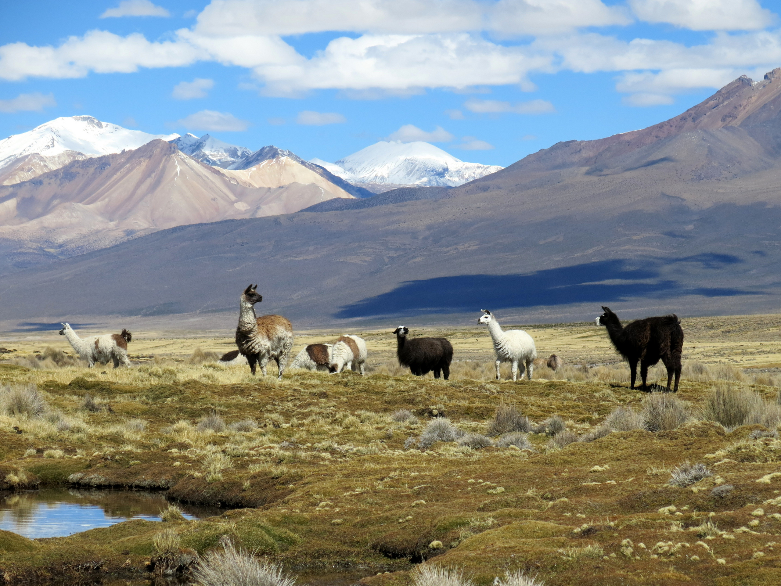 Altiplano mit Lamas - Bolivien Altiplano mit Lamas - Bolivien