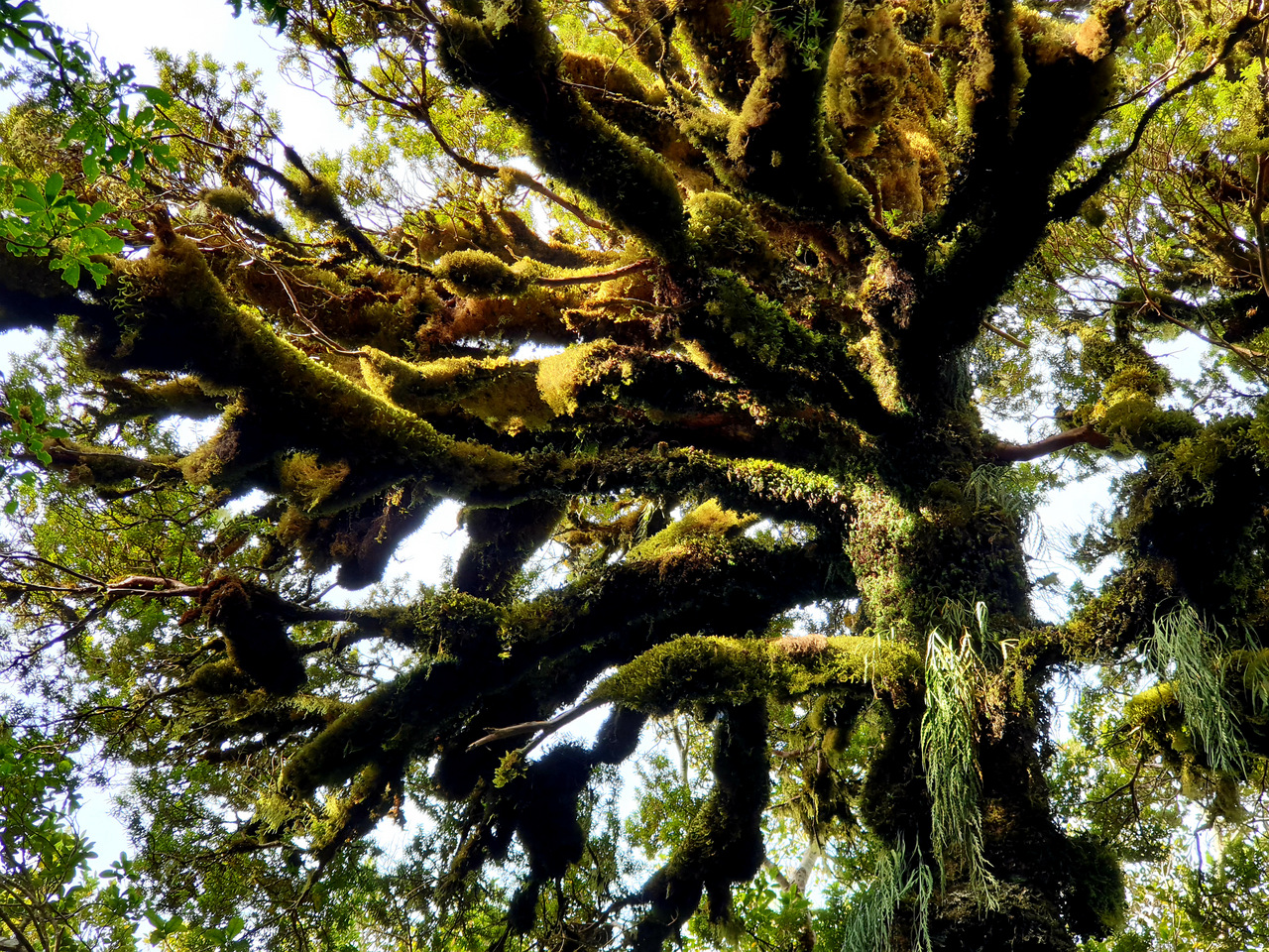 Bergnebel-Urwald, Taranaki Nationalpark - Neuseeland