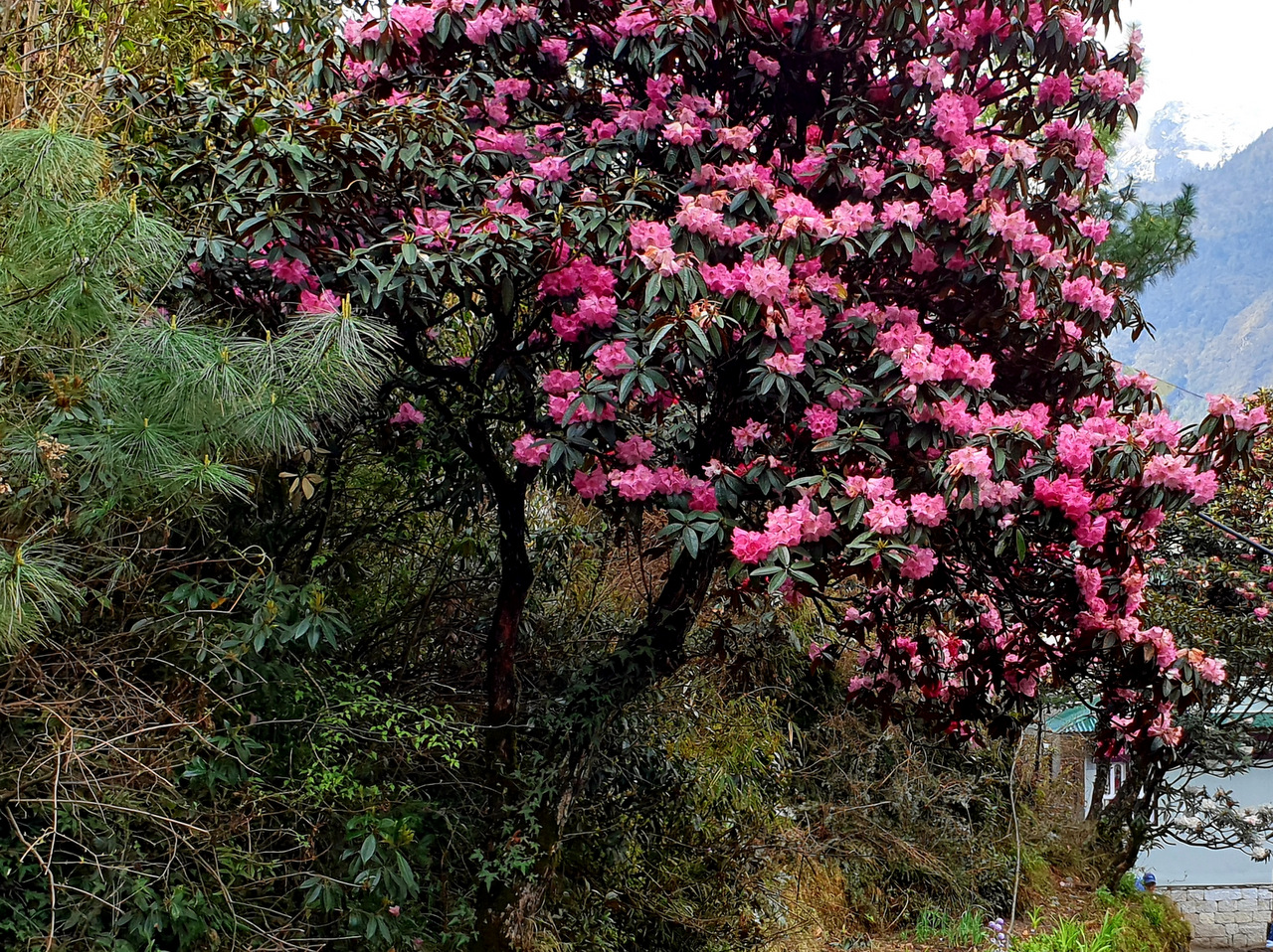 verspätete Rhododendronblüte vor Namche Bazar (3440 m) 