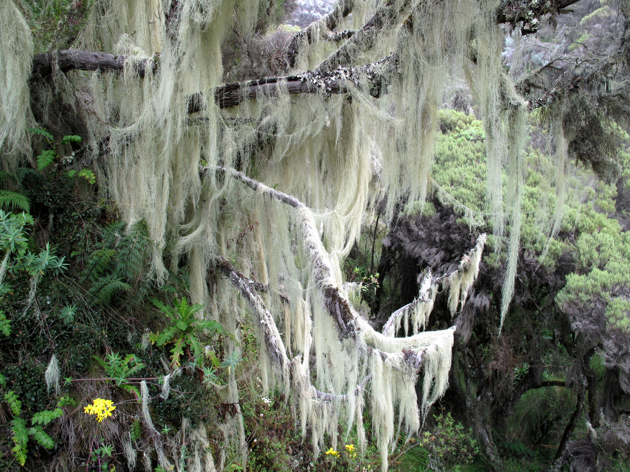 Bartflechten am Fusse des Mt. Meru Bartflechten am Fusse des Mt. Meru