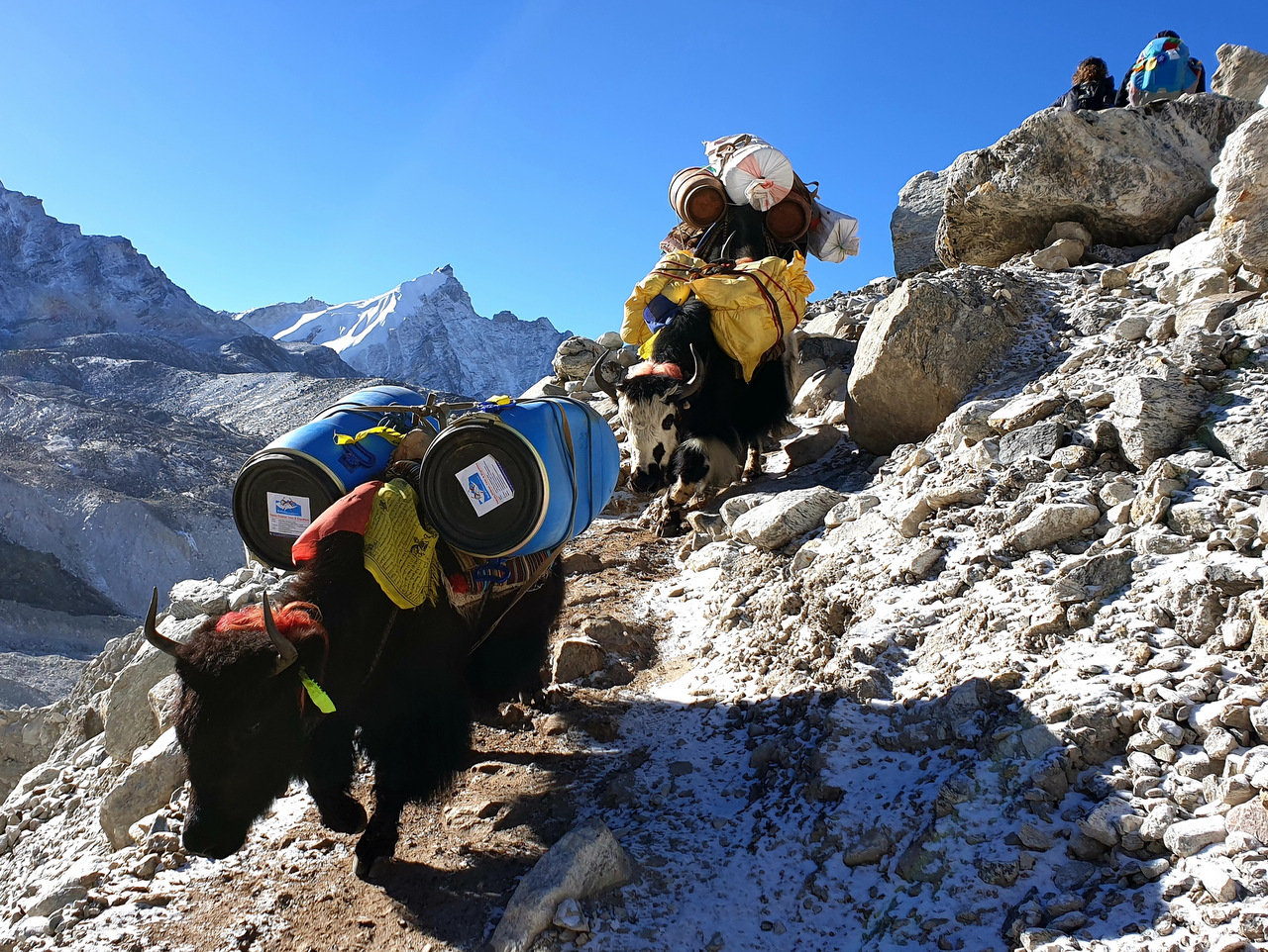 Yaks auf dem Weg nach Gorak Shep (5140 m) - Nepal Yaks auf dem Weg nach Gorak Shep (5140 m) - Nepal