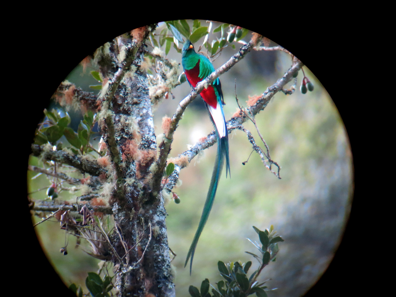 Quetzal in San Gerardo de Dota
